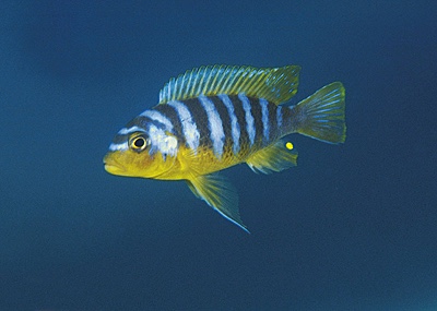 Maylandia aurora 'Tumbi Point'